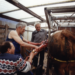 108148 Afbeelding van de geboorte van een kalf op de boerderij van Herman Eskes (Groenewoudsedijk 19) in de polder ...